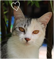地域猫活動セミナー写真